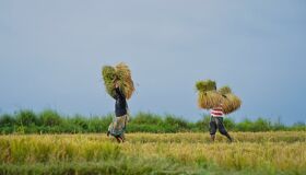 Begin your visa-prepared day with Vietnam’s tranquil ambiance